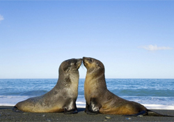Туберкулез в Америке: виноваты тюлени и морские львы