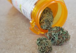 В Италии выращиванием конопли для нужд медицины займется… армия