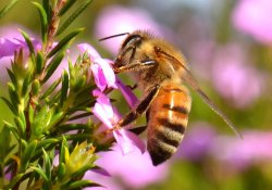 Пчелы, как «фабрика» мощных антибиотиков