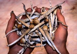 Курение: «радикальный метод» лечения галлюциногенными грибами