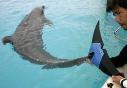 Вирусный гепатит убил первого в мире дельфина с протезом хвоста