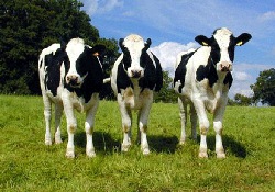 ГМ коровы обеспечат человечество лекарствами от вирусных заболеваний