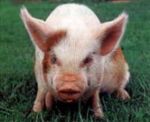 Что может быть общего между свиньей и диабетом?
