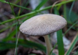 грибы-навозники