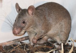 Гигантские крысы стали надежными диагностами легочного туберкулеза