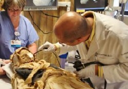 Исследование мумифицированных тел европейцев открыло новые тайны туберкулеза