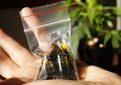 В Австралии легализируют употребление марихуаны для лечения больных