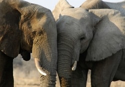 Почему слоны не болеют раком: разгадка этой тайны пригодится человечеству