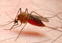 В Африке ожидается появление возбудителей малярии, нечувствительных к лекарствам