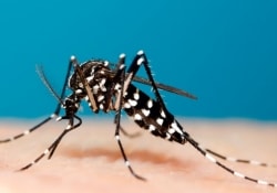 В Бразилии для борьбы с опасными комарами применяют «биологическое оружие»