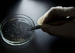 Туристы и бизнесмены массово «завозят» вирус Зика в Европу