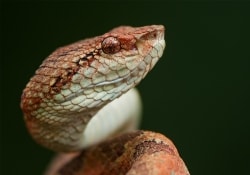 Уникальный белок змеиного яда - лекарство от неизлечимой болезни
