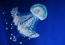 Названо самое эффективное средство для лечения укусов медуз