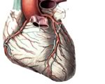 Кальций в артериях вреден для сердца