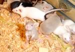 Мышь, которая кормит детенышей грудью, прольет свет на хроническую астму