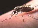 Вирус денге больше не является загадкой для ученых