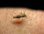 Мутация защищает от смертельной формы малярии