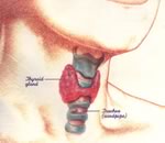 Нарушения работы щитовидной железы, о которых вы можете и не догадываться