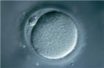 Найдена замена эмбриональным стволовым клеткам