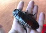 Травить тараканов становиться опасно для здоровья