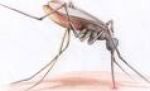 Идентификация грабителя с помощью крови комара