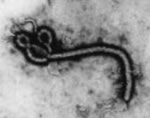 Эпидемия лихорадки Эбола в Конго