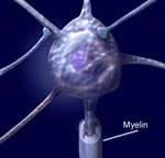 Восстановить нервные клетки все же возможно?