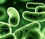 Бактерии-каннибалы уничтожат сами себя