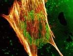Новые кровеносные сосуды выращивают с помощью стволовых клеток