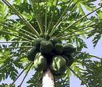 Экстракт из листьев папайи обладает сильнейшим противоопухолевым эффектом