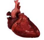 Больное сердце вылечит себя самостоятельно