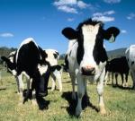 Опасные буренки: коровы могут быть источниками «супербактерий»