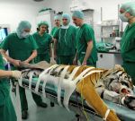Уникальная операция позволит надеяться на потомство тигрице