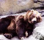 Секреты медвежьей спячки помогут в спасении человеческих жизней