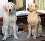 Новая собака-поводырь помогает не только незрячему хозяину, но и своему ослепшему предшественнику