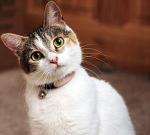 Лилли-целительница: кошка предупреждает своего хозяина о приближении эпилептического припадка