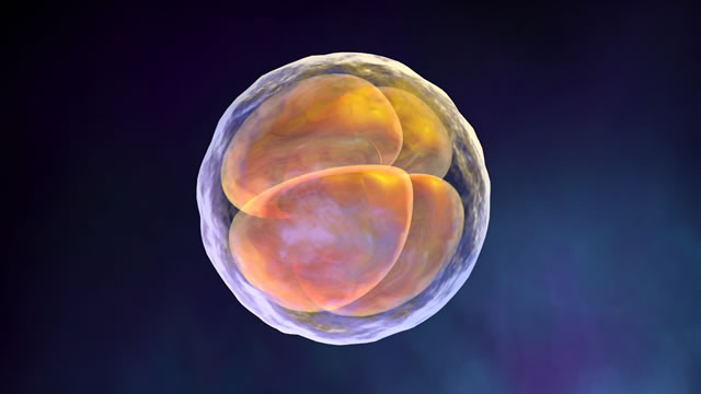 Развитие человеческого эмбриона