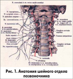 Рис. 1. Анатомия шейного отдела позвоночника