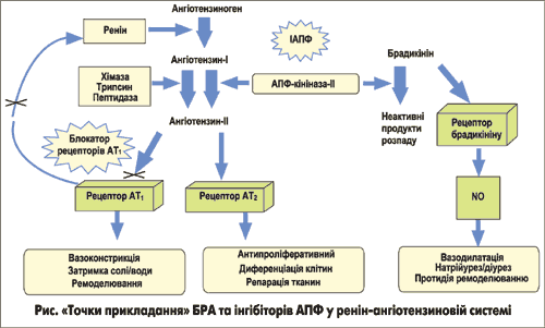 Точки прикладання БРА та інгібіторів АПФ у ренін-ангіотензиновій системі