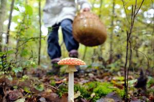 Отравление грибами: взгляд специалиста