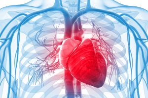 Сердечно-сосудистые заболевания при эндокринной патологии: как лечить правильно