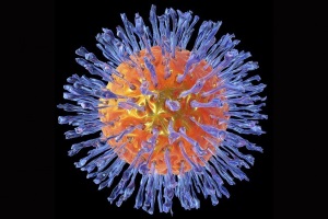 Аногенітальні герпесвірусні інфекції
