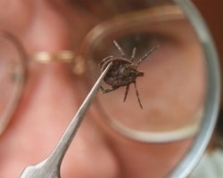 Клещевой энцефалит: большие беды от маленьких насекомых