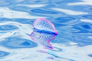 Ядовитые медузы: профилактика и первая помощь