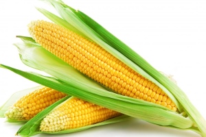 Кукуруза: «золотые початки» – источник здоровья