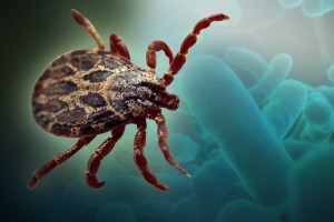 Вирус Бурбона: новая клещевая инфекция
