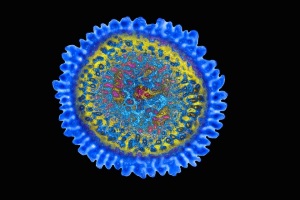 Роль вирусов птичьего гриппа в развитии пандемии