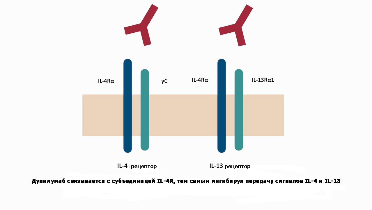 Дупилумаб связывается с субъединицей IL-4R, ингибируя передачу сигналов IL-4 и IL-13<