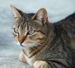 Праздник у аллергиков, любящих Мурок и Барсиков: создана вакцина, защищающая от аллергии на кошачью шерсть
