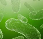 2 кг живых микробов, обитающих в нашем организме, «правят балом»
